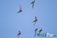 /album/galleria-foto-fotografia-naturalistica/mg-6704-megapixel-1200px-jpg/